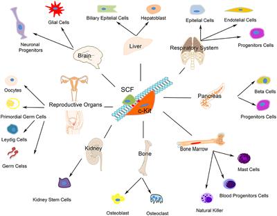 Role of c-Kit in Myocardial Regeneration and Aging